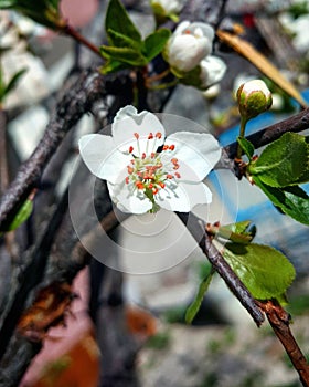 a little white flower