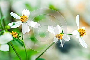 Little white flower grass pastel tone