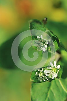 Little white flower on green background in summer