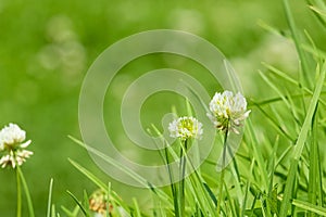 Little white flower on green grass