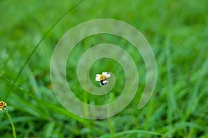 Little white flower on green grass background, nature and environment concept.