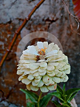 little white flower taked in indonesia photo