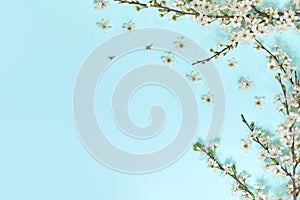 Little white flowers on blue background. Top view. Time for love and greetings. Spring Time Change, Spring flowers