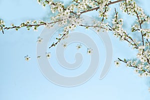 Little white flowers on blue background. Top view. Time for love and greetings. Spring Time Change, Spring flowers