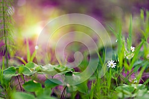 Little white flowers in the grass. Bottom view