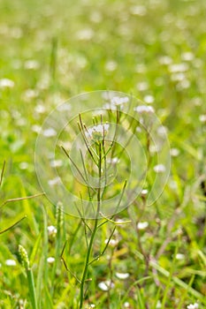 Little white flowers green background in spring field, Cardamine flexuosa, Chongqing, China