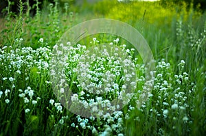 Little white flowers in the green fresh grass. Abstract Natural background