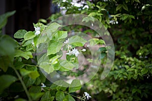 Little white flowers in the green garden at afternoon