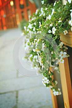 Little white flowers