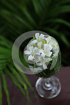 Little white flowers, Orange Jessamine, in glass vase.