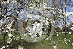 Little white flowers of Prunus cerasifera