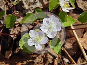 Little white flowers in stark summer afternoon photo