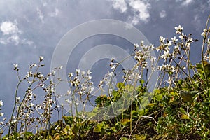 Little white flowers under the sunlight in Andalusia in spring.