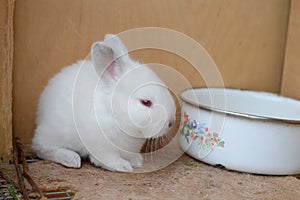 Little white fluffy bunny rabbit cage