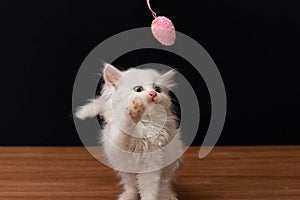 Little white fluffy cat playing with colorful toy eggs on a black background