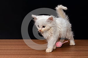 Little white fluffy cat playing with colorful toy eggs on a black background