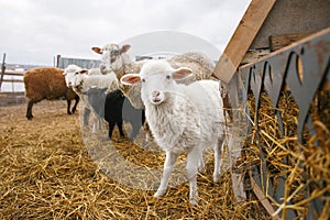 Little white fluffy lamb sheep among adults. An enclosure for cloven-hoofed animals. The fishery of mutton in rural photo