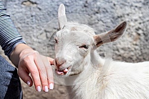 Little white goat bites a girl`s finger