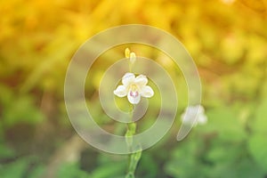 little white grass flower blooming with green light bokeh background