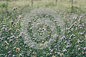 little white grass flower with drop dew in morning