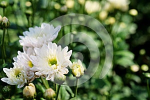 Little white hardy chrysanthemums flower in garden