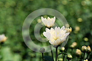 Little white hardy chrysanthemums flower in garden