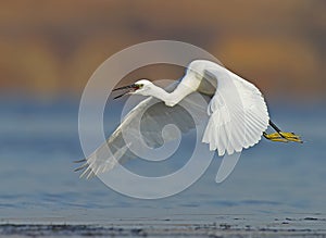Little white heron in flight
