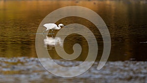 Little white heron standing in water