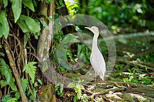 Little white heron with a yellow head in a green park. Bird watching