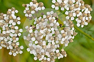 Little white hgohweed flowers, overhead view - Heracleum sphondylium