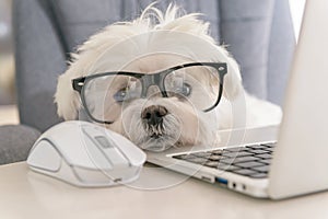 Little white intelligent dog works with a computer