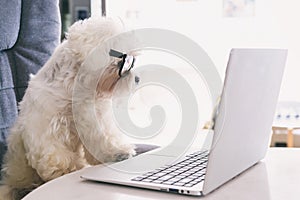 Little white intelligent dog works with a computer