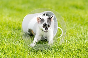 Little white kitten with black spots in the water bucket