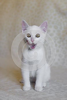 Little white kitten with open mouth. Cat smacking her lips tongue out