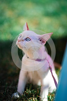 Little white kitten playing, close up.