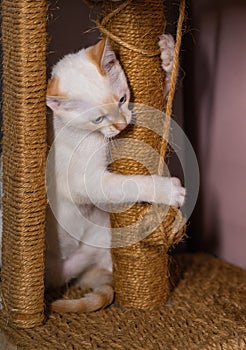 Little white kitten playing, close up.