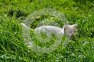 A little white kitten is playing and frolicking in the green grass. A white cat hunts grasshoppers and bugs on the lawn. A pet is