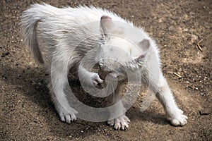 little white kitten ready to attack