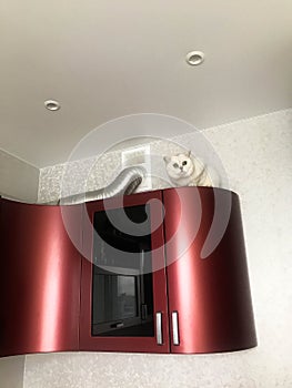 Little white kitten sits on red wooden cabinets. metal pipes are on top, the kitten is hiding behind them. the cat sits at a
