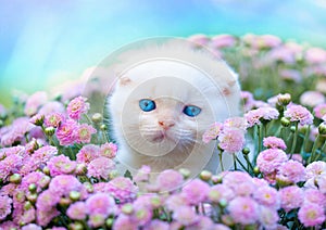 Little white kitten sitting in flowers