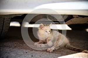 Little white kitten sitting under a white car
