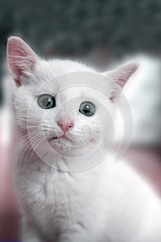 Portrait of a white kitten