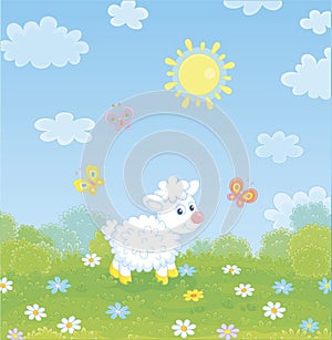 Little white lamb on a meadow