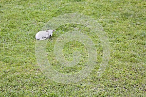 Little white lonely sheep on green meadow