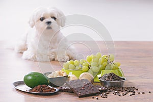 Little dog and food toxic to him