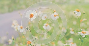 Little white meadow grass flower blooming spring background