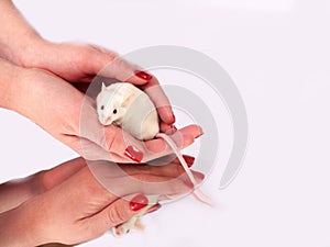 Little white mouse