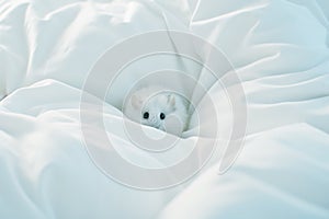 Little white mouse on a blanket