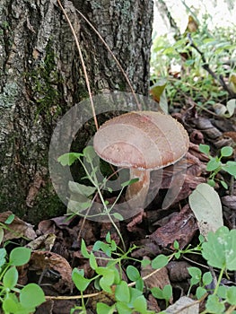 Little white mushroom in the beginning of autumn. Edible mushroom among the grass and brown leaves. Healthy and delicates food.