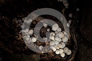 Little white mushroom in dead palm